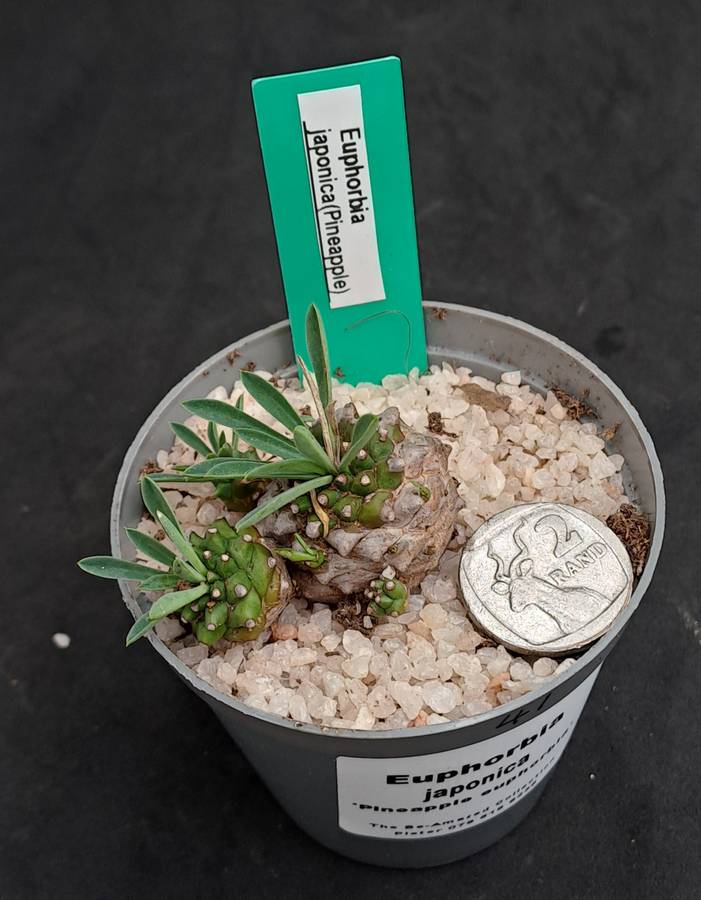 Rare!!!   -Euphorbia Japonica Cluster (pineapple Euphorbia)  -Free Gift with any Order)