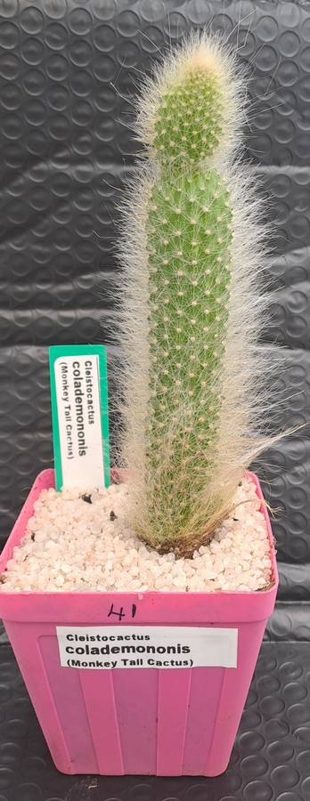 a 13,5cm rooted Cutting of Monkey's Tail Cactus (Cleistocactus colademononis)