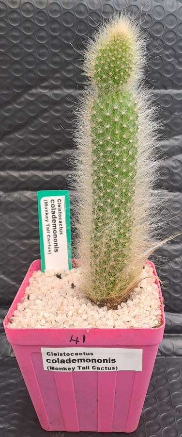 a 13,5cm rooted Cutting of Monkey's Tail Cactus (Cleistocactus colademononis)