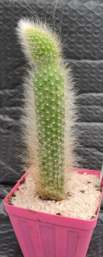 a 13,5cm rooted Cutting of Monkey's Tail Cactus (Cleistocactus colademononis)