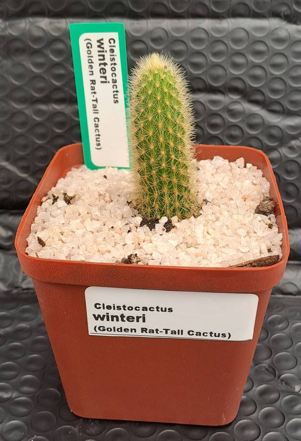 5cm rooted Cutting of Cleistocactus winteri (Golden Rat Tail Cactus)