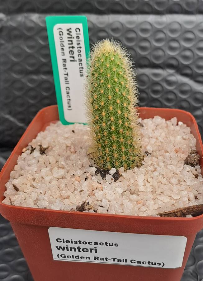5cm rooted Cutting of Cleistocactus winteri (Golden Rat Tail Cactus)