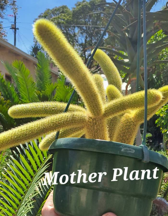 5cm rooted Cutting of Cleistocactus winteri (Golden Rat Tail Cactus)