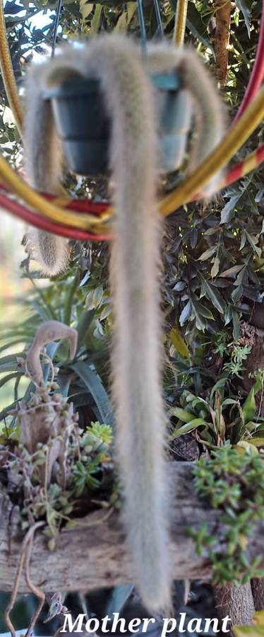 a 13,5cm rooted Cutting of Monkey's Tail Cactus (Cleistocactus colademononis)