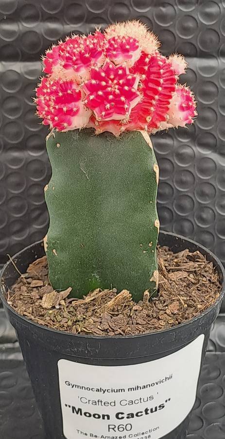 Crafted Gymnocalycium mihanovichii (Moon cactus or Ruby Ball Cactus ) (Free Gift WITH any Order)