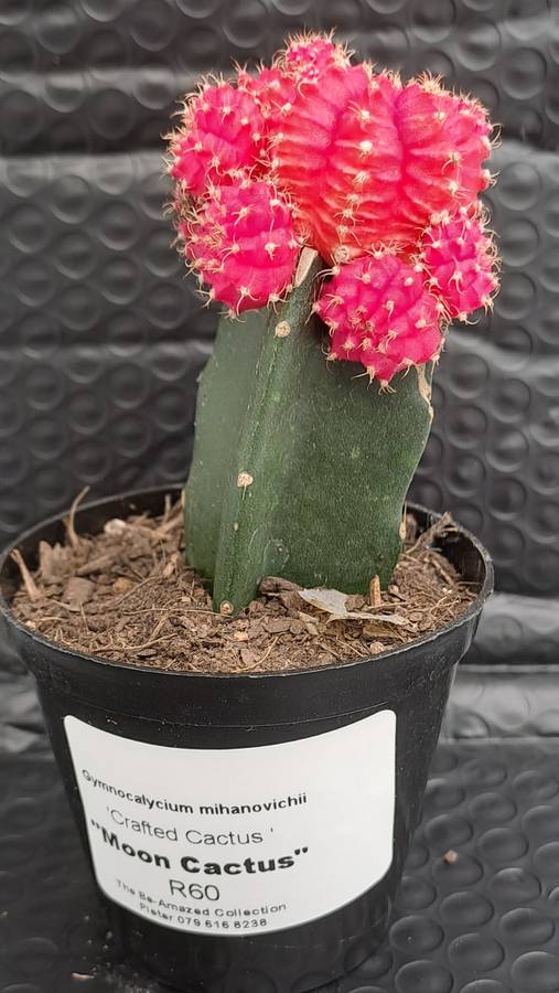 Crafted Gymnocalycium mihanovichii (Moon cactus or Ruby Ball Cactus ) (Free Gift WITH any Order)