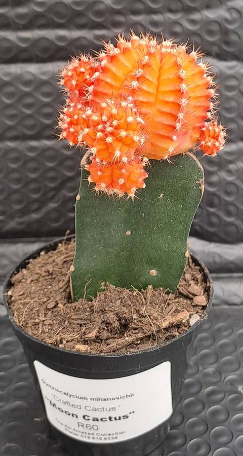 Crafted Gymnocalycium mihanovichii (Moon cactus or Ruby Ball Cactus ) (Free Gift WITH any Order)