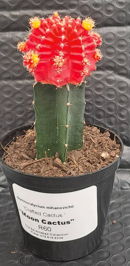 Crafted Gymnocalycium mihanovichii (Moon cactus or Ruby Ball Cactus ) (Free Gift WITH any Order)