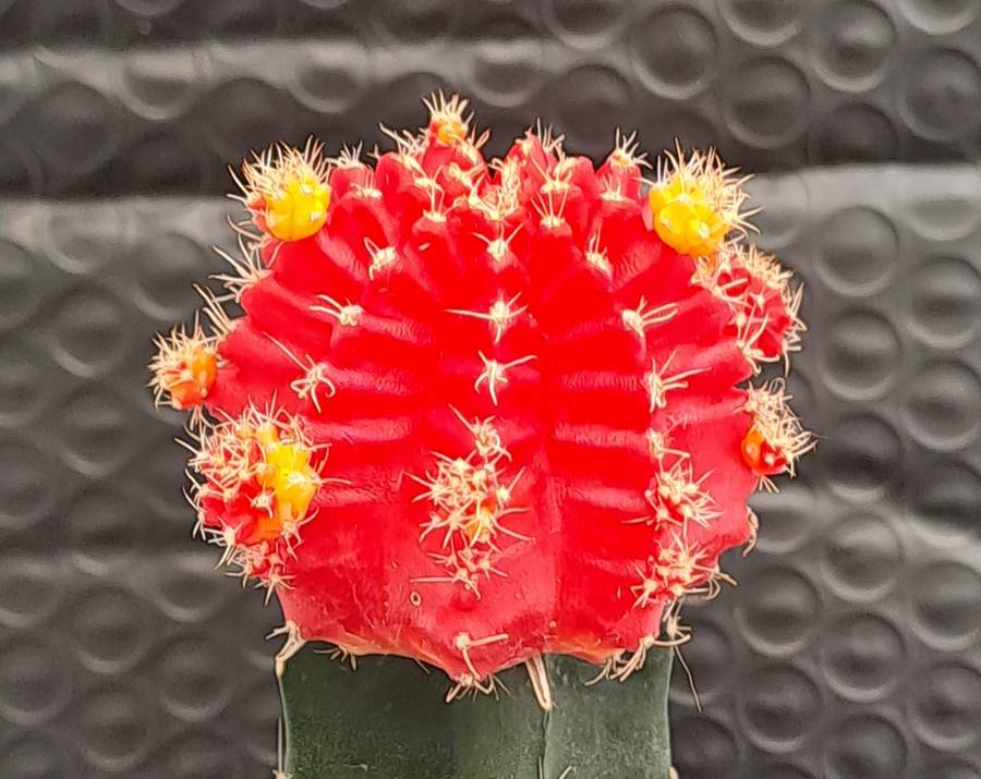 Crafted Gymnocalycium mihanovichii (Moon cactus or Ruby Ball Cactus ) (Free Gift WITH any Order)