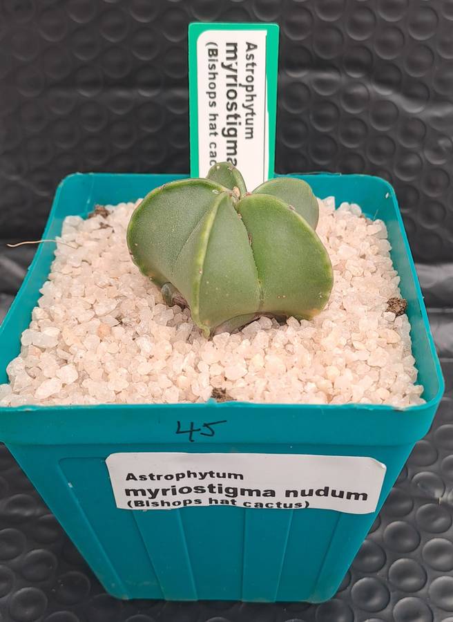 Astrophytum myriostigma var. nudum (Bishop's Cap) Free Gift with any Order)