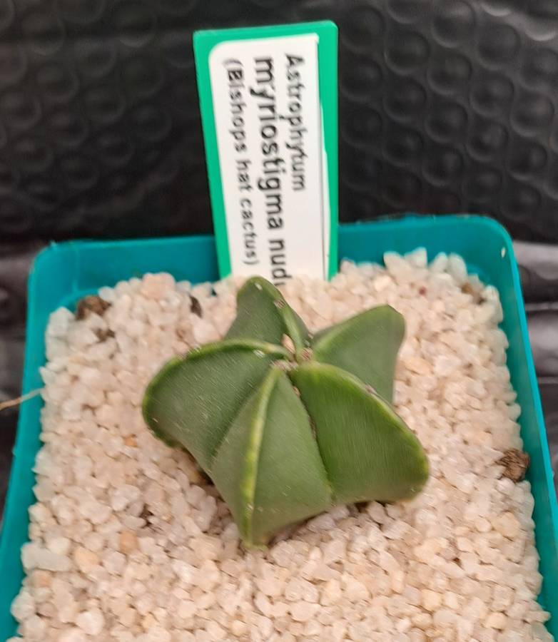Astrophytum myriostigma var. nudum (Bishop's Cap) Free Gift with any Order)