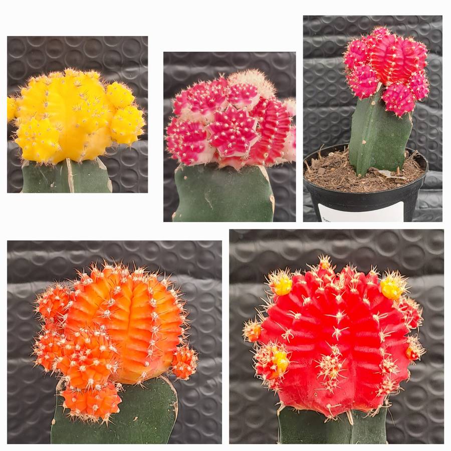Crafted Gymnocalycium mihanovichii (Moon cactus or Ruby Ball Cactus ) (Free Gift WITH any Order)