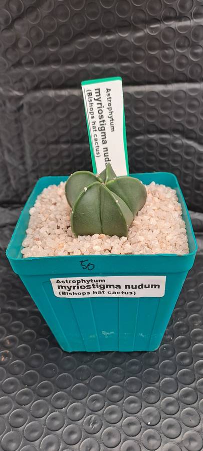 Astrophytum myriostigma var. nudum (Bishop's Cap) I will include a Free Gift with any Order