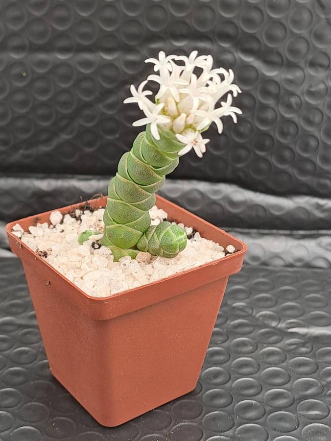 Crassula barklyi (Rattlesnake Tail)(Free Gift with any Order)