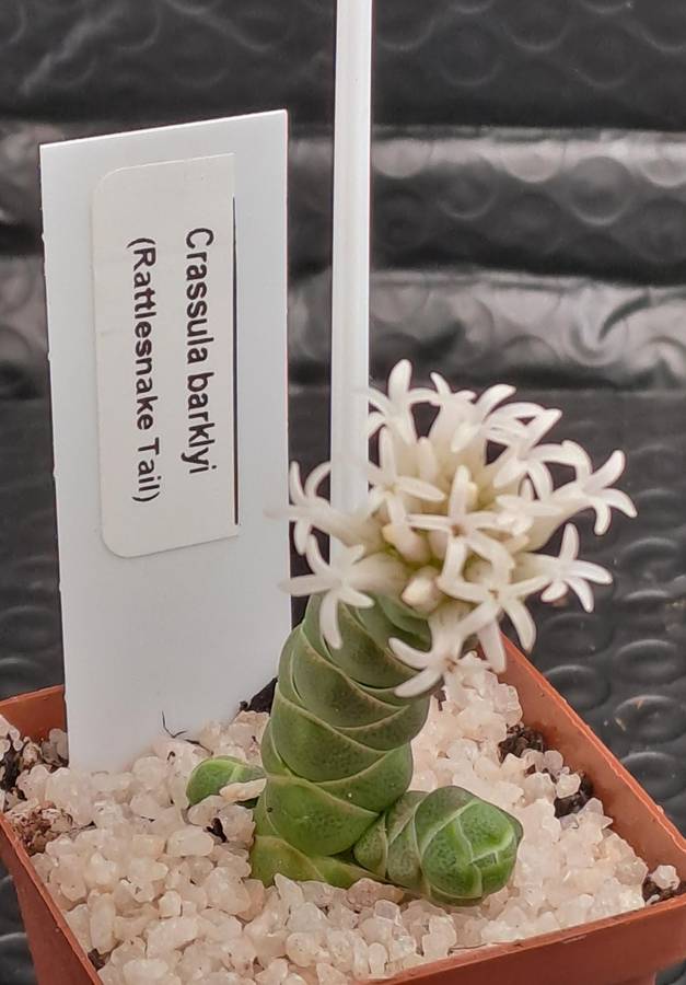 Crassula barklyi (Rattlesnake Tail)(Free Gift with any Order)