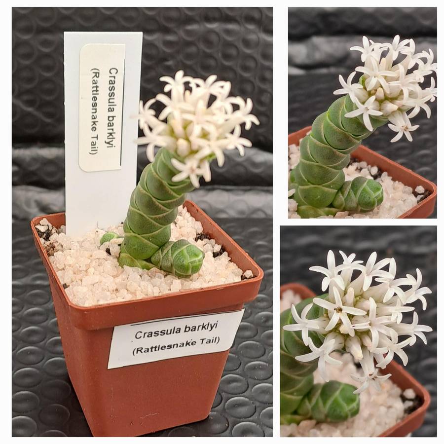 Crassula barklyi (Rattlesnake Tail)(Free Gift with any Order)