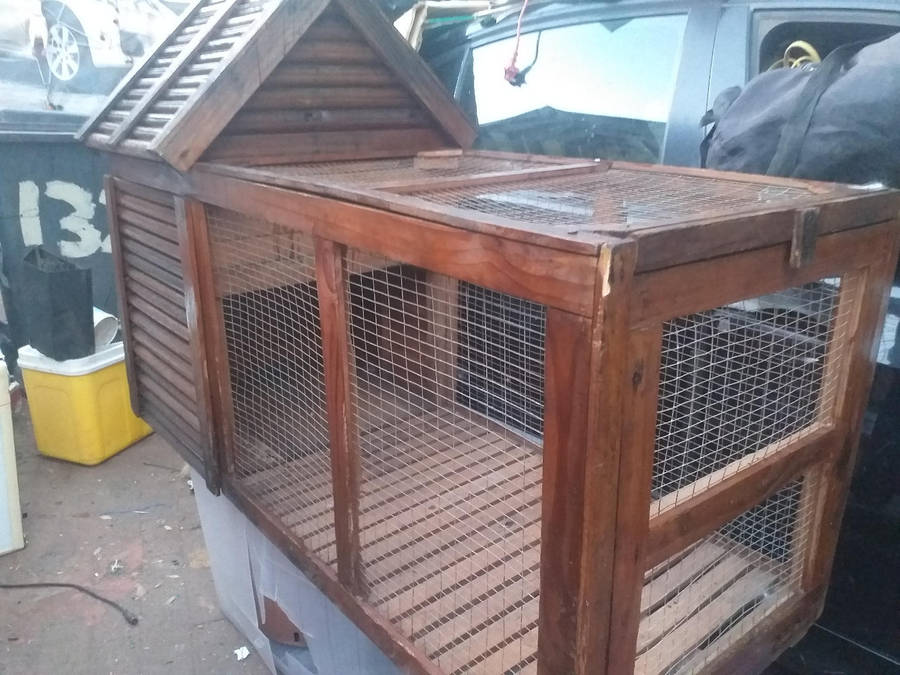 Large rabbit case