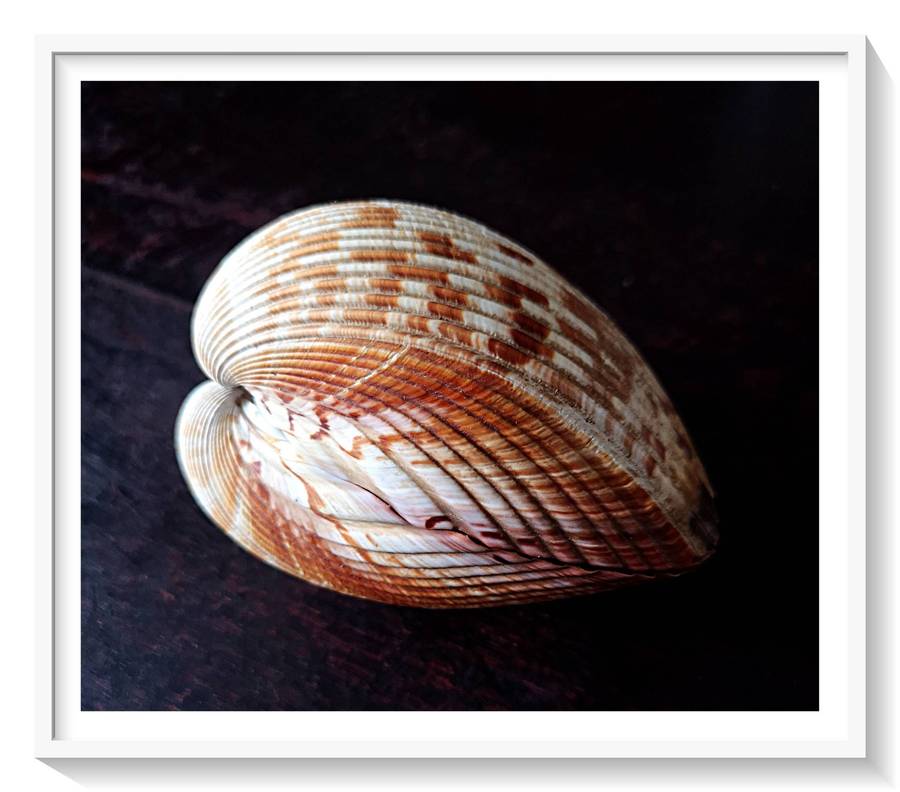 A Beautiful Medium Sized Clam Shell in Lovely Condition Roughly 60mm by 90mm ***