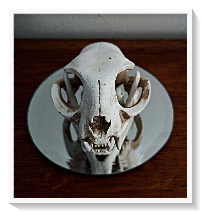 Natural cat skull replica in solid resin, 10cm x 8cm