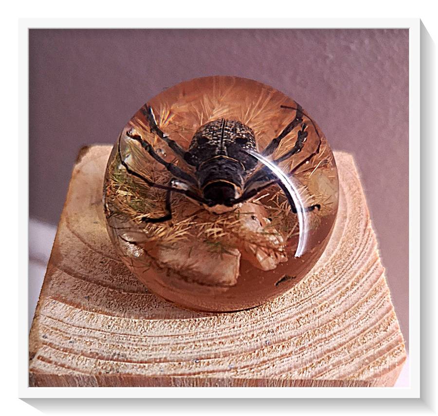Real Flat Nosed Weaver Beetle with Long Antennae in Clear Spherical Resin - Exquisite Insect Oddity