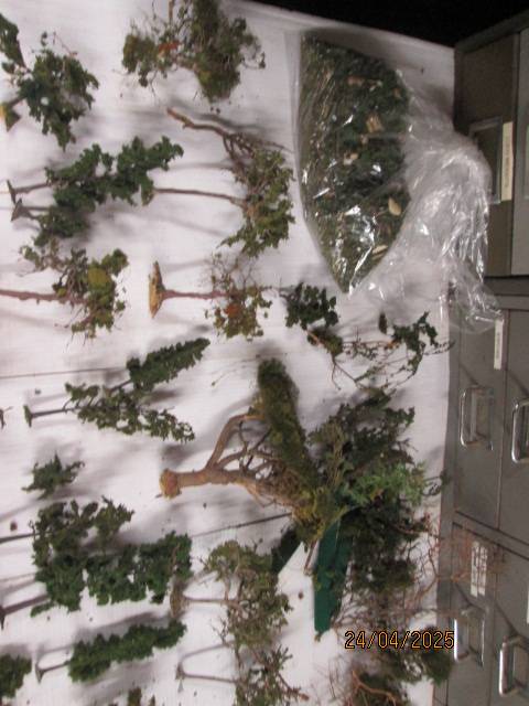 HO SCALE - LARGE AMOUNT OF TREES