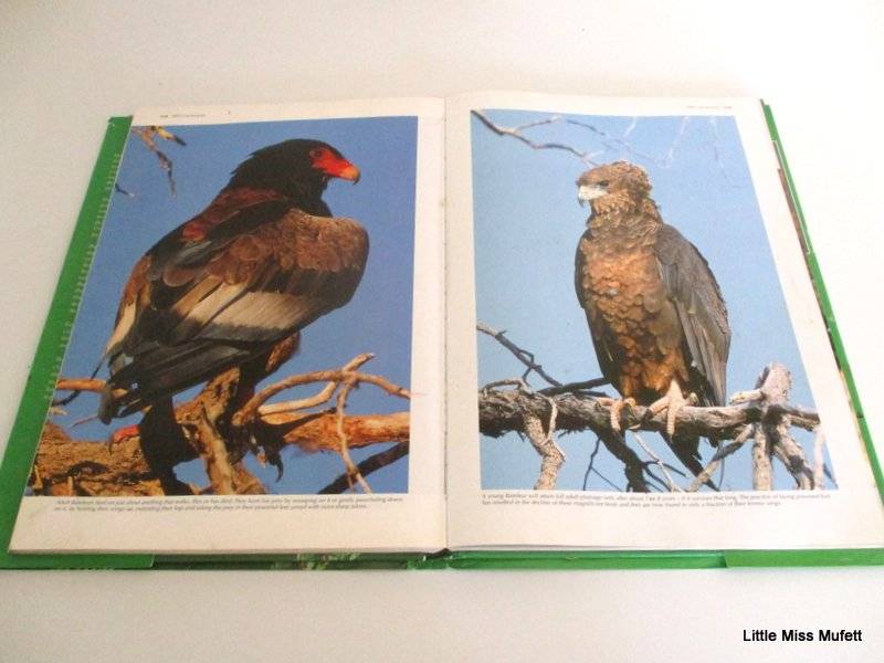 SPECTACULAR WORLD OF SOUTH AFRICAN BIRDS