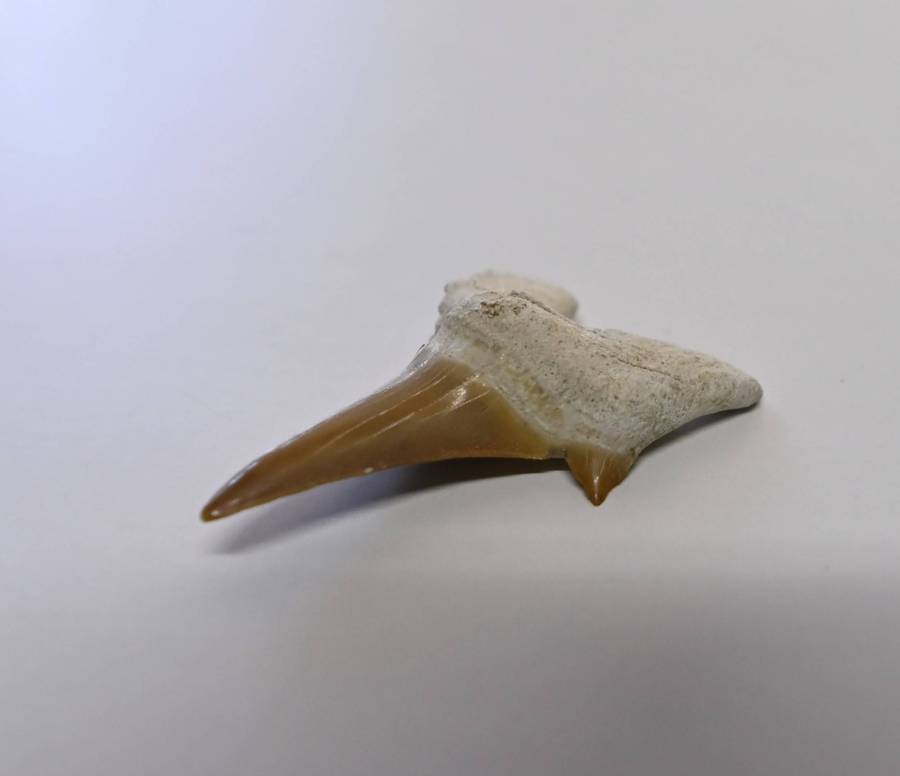 Shark Tooth - 4,5g