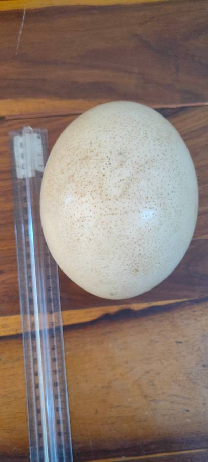 Unpainted ostrich egg