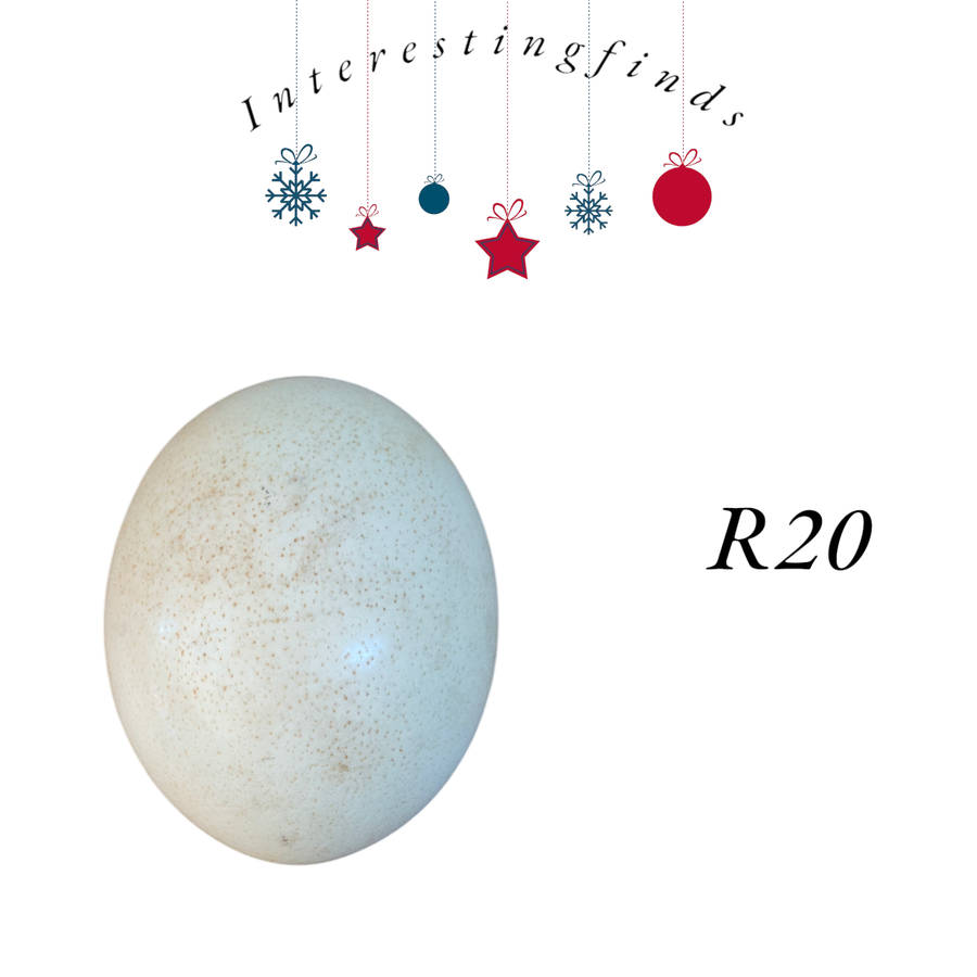 Unpainted ostrich egg