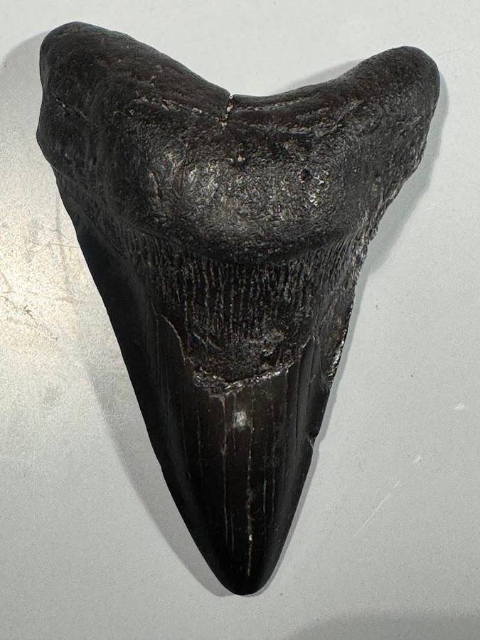 Fossil shark tooth Carcharodon Megalodon Great white Shark. 11 cm Authentic