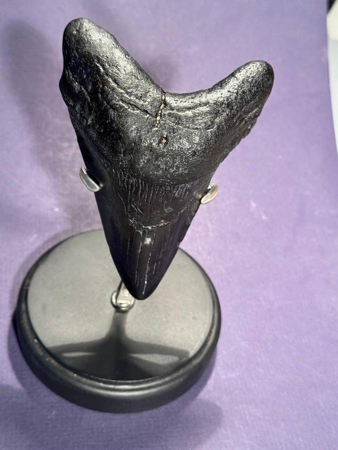Fossil shark tooth Carcharodon Megalodon Great white Shark. 11 cm Authentic