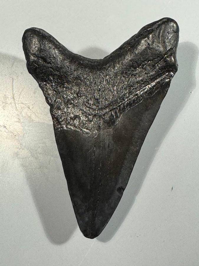Fossil shark tooth Carcharodon Megalodon Great white Shark. 11 cm Authentic