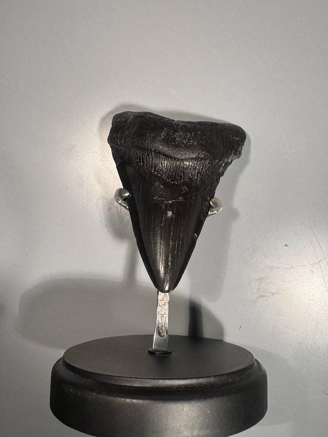 Fossil shark tooth Carcharodon Megalodon Great white Shark. 11 cm Authentic