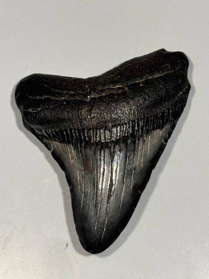 Fossil shark tooth Carcharodon Megalodon Great white Shark. 7 cm Authentic