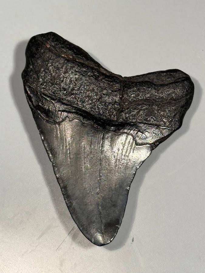 Fossil shark tooth Carcharodon Megalodon Great white Shark. 7 cm Authentic