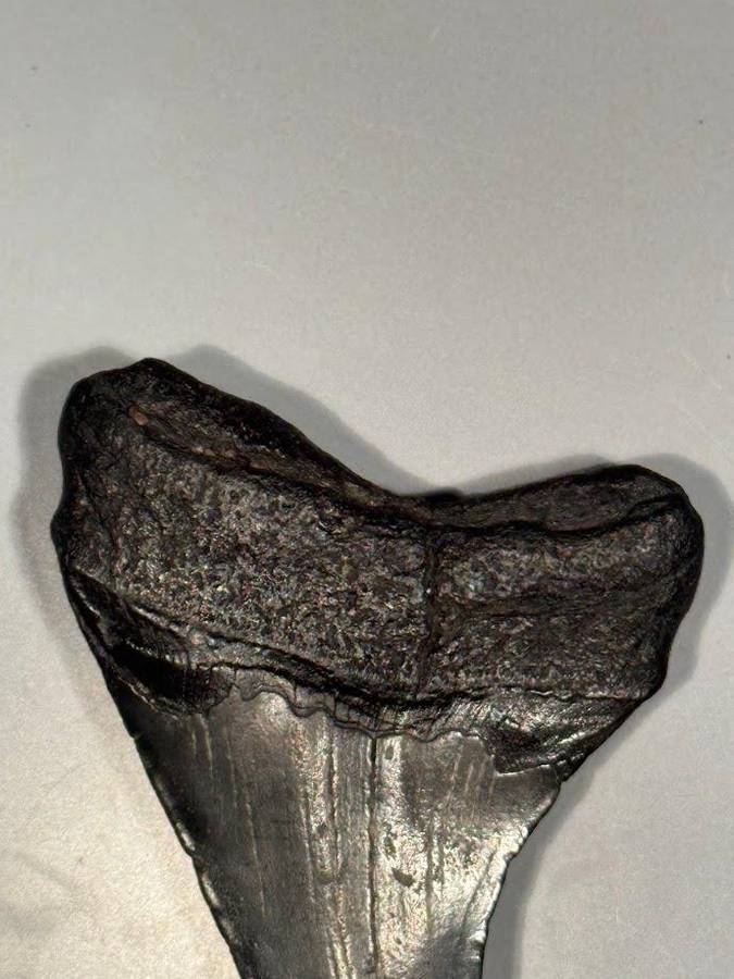 Fossil shark tooth Carcharodon Megalodon Great white Shark. 7 cm Authentic