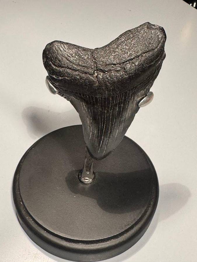 Fossil shark tooth Carcharodon Megalodon Great white Shark. 7 cm Authentic