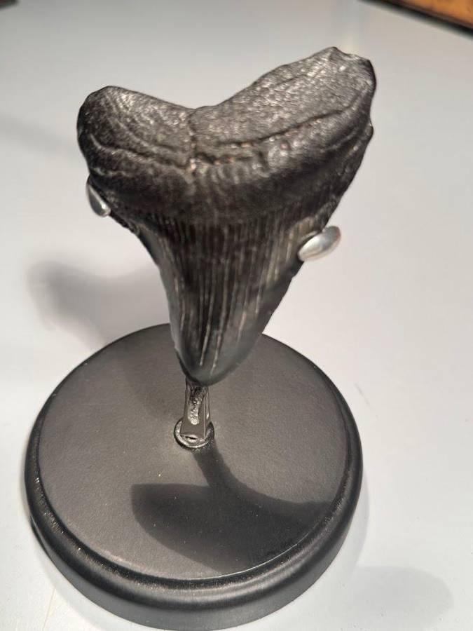 Fossil shark tooth Carcharodon Megalodon Great white Shark. 7 cm Authentic