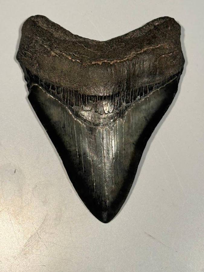 Fossil shark tooth Carcharodon Megalodon Great white Shark. 9 cm Authentic