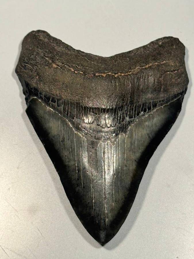 Fossil shark tooth Carcharodon Megalodon Great white Shark. 9 cm Authentic