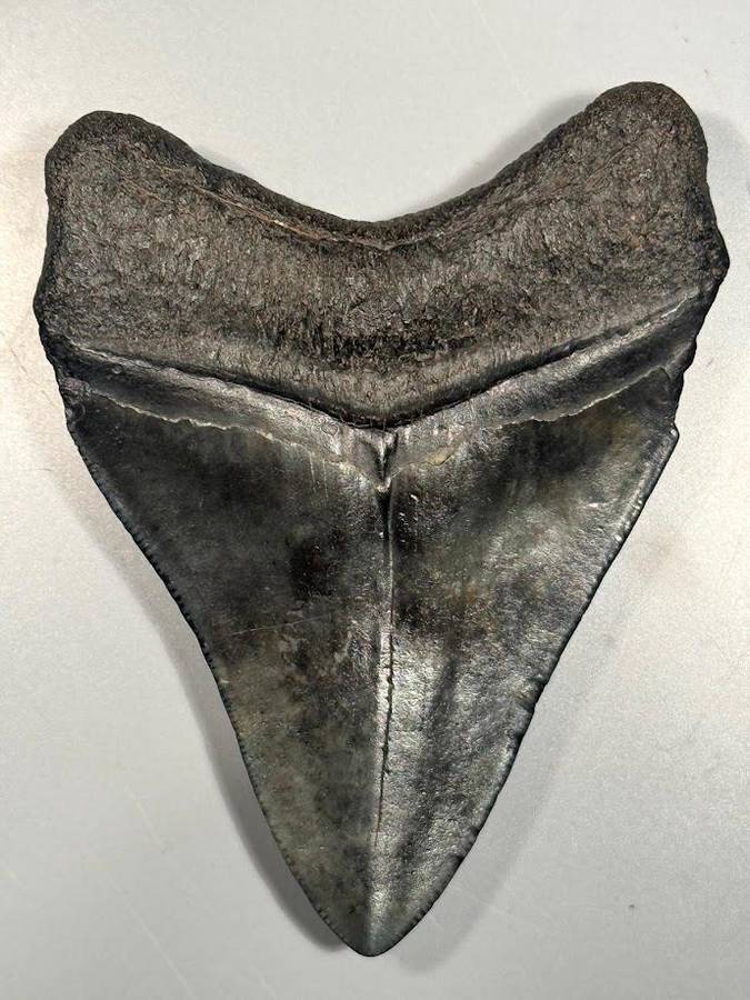 Fossil shark tooth Carcharodon Megalodon Great white Shark. 9 cm Authentic