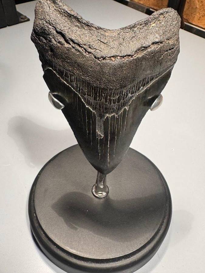 Fossil shark tooth Carcharodon Megalodon Great white Shark. 9 cm Authentic