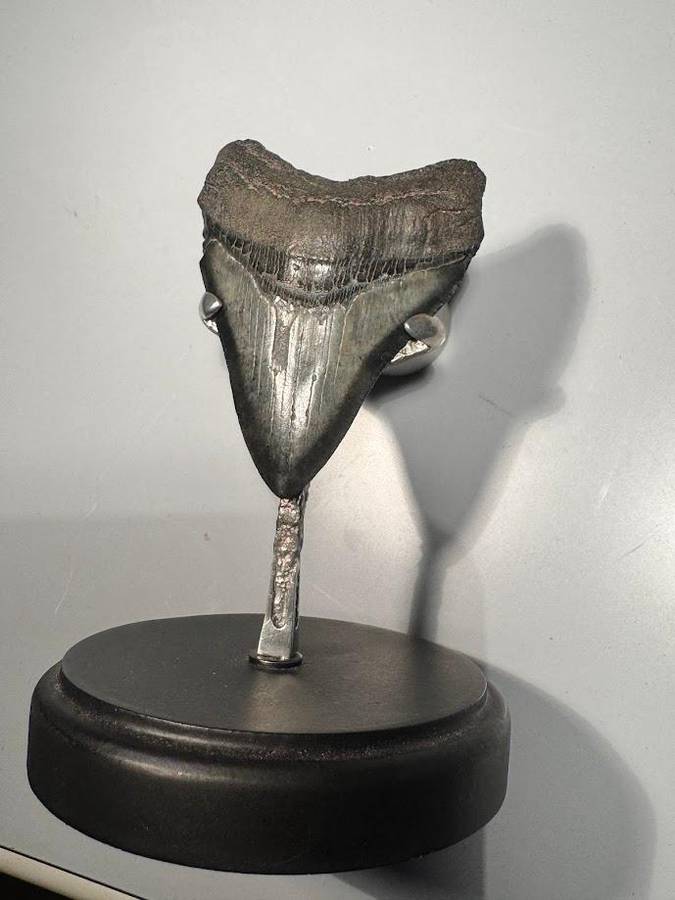 Fossil shark tooth Carcharodon Megalodon Great white Shark. 9 cm Authentic