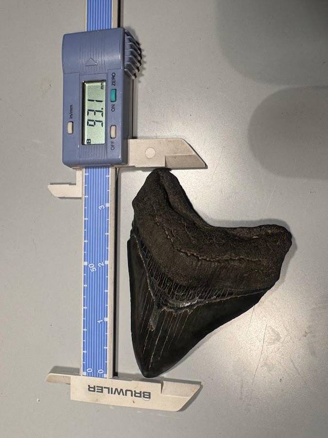 Fossil shark tooth Carcharodon Megalodon Great white Shark. 9 cm Authentic