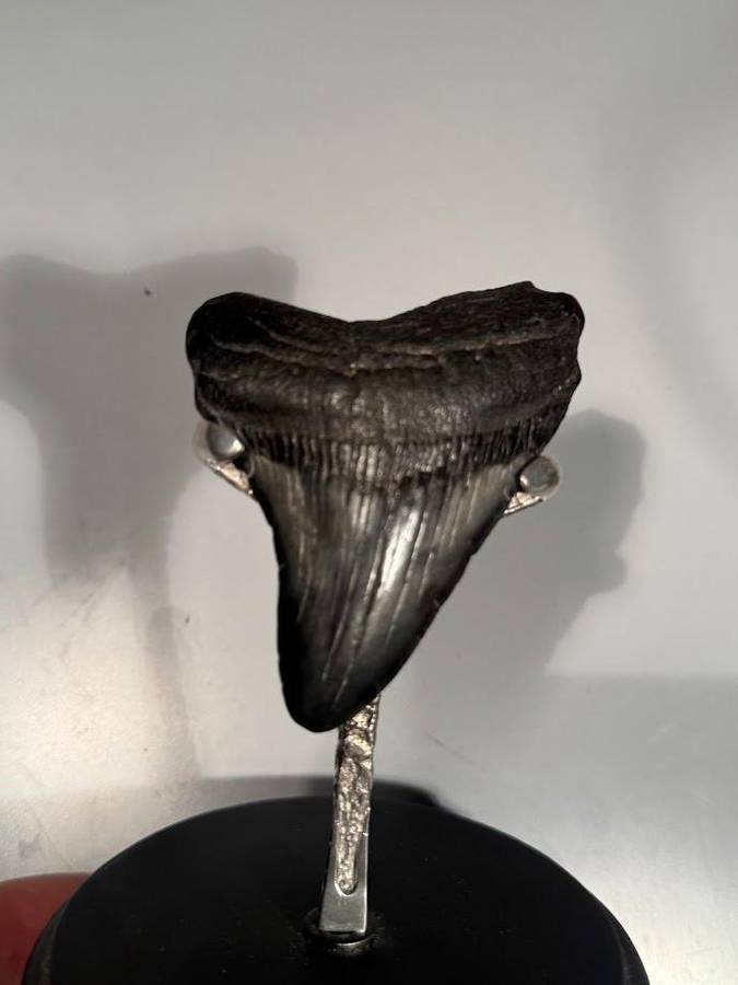 Fossil shark tooth Carcharodon Megalodon Great white Shark. 7 cm Authentic