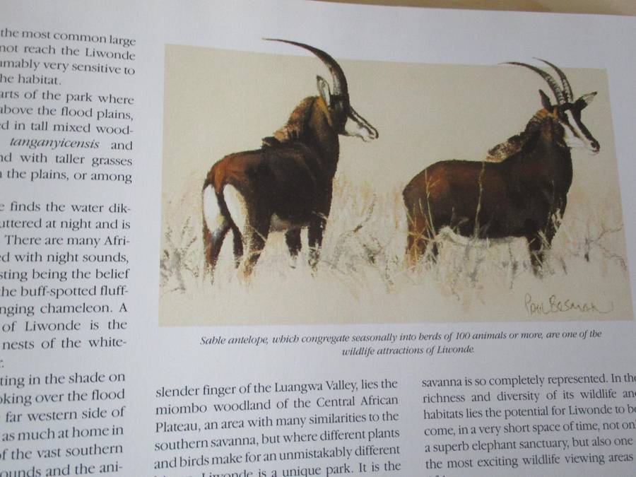 ELEPHANTS OF AFRICA