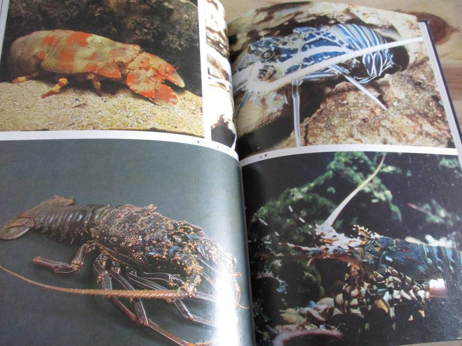 Diving for Crayfish in South Africa