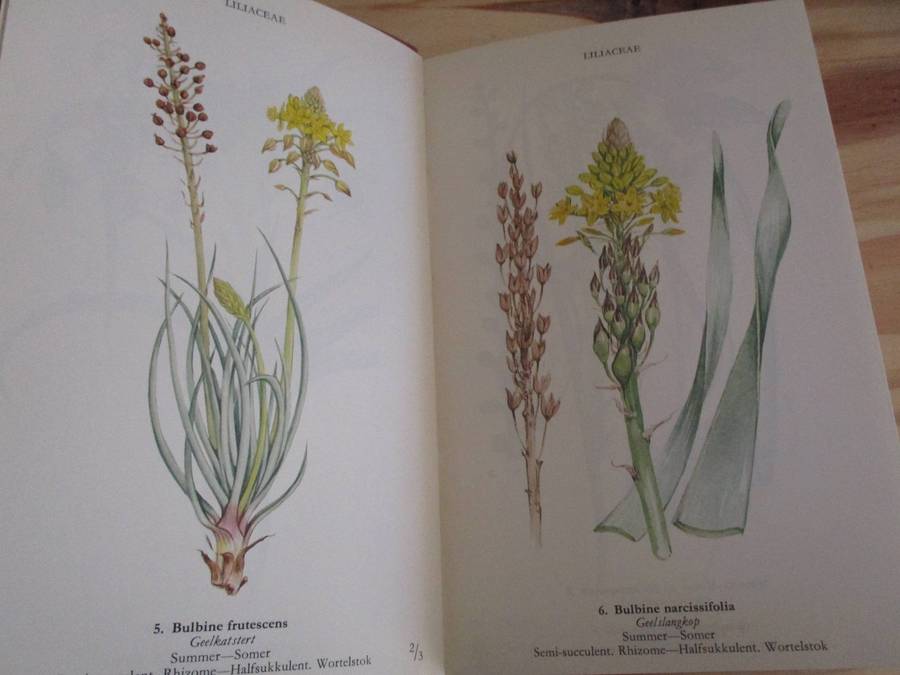 Wild Flowers of the Northern Cape - Veldblomme van Noord-Kaapland