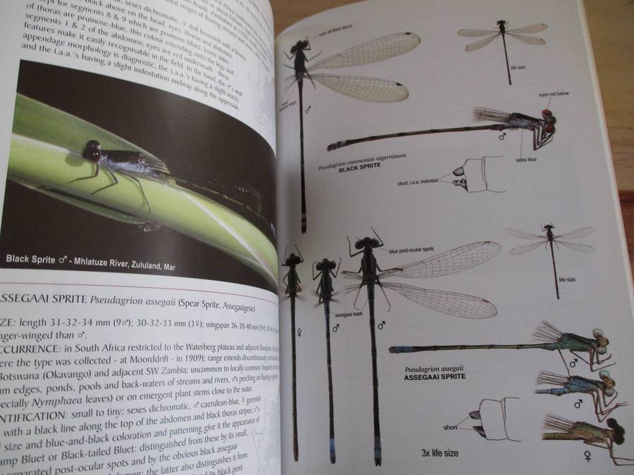 A fieldguide to the DAMSELFLIES of South Africa