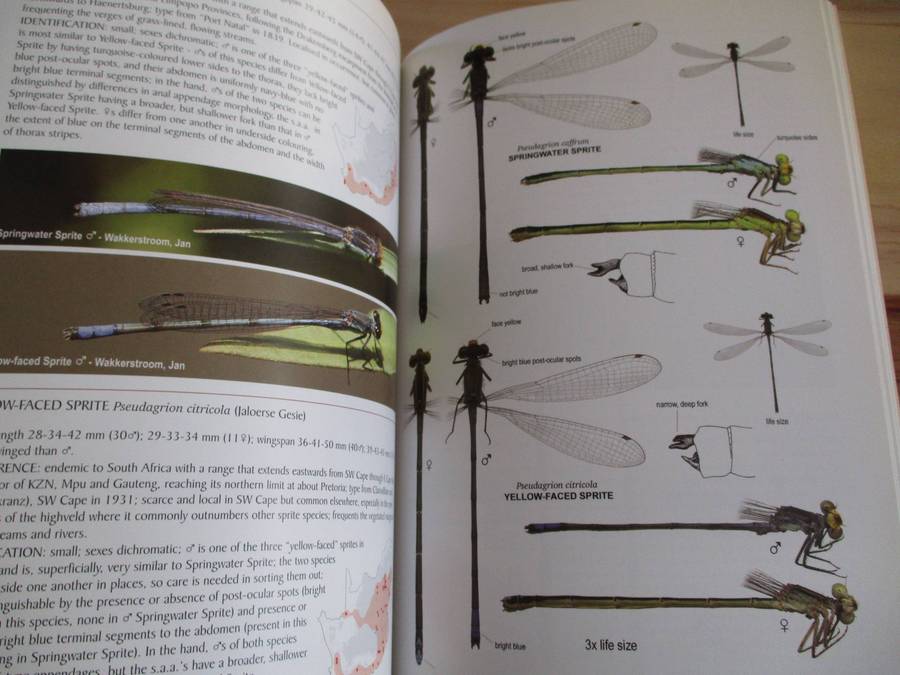 A fieldguide to the DAMSELFLIES of South Africa